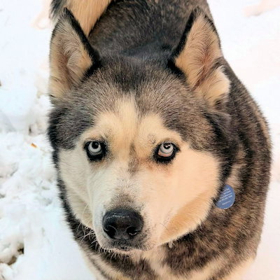 BARBIE - Siberian Husky available for adoption