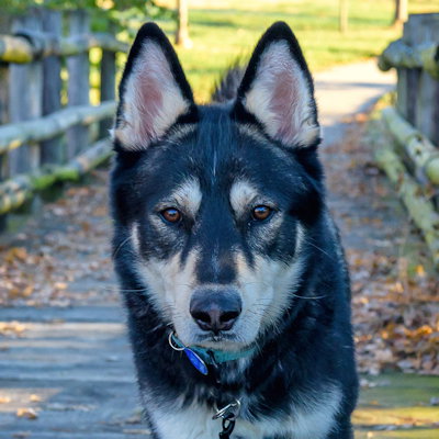 TONY STARK - Siberian Husky / Shepherd available for adoption