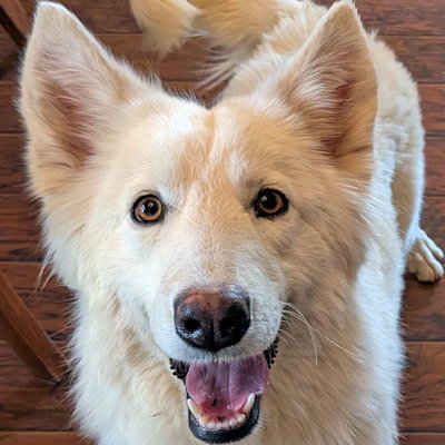 picture of the dog needing adoption
