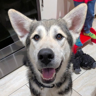 picture of the dog needing adoption