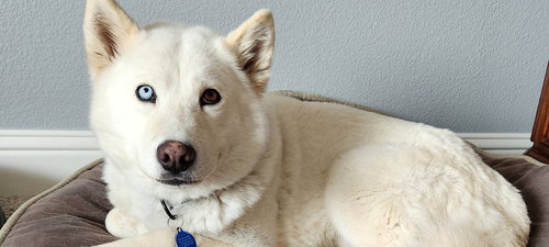 Sienna, an adoptable Siberian Husky in Omaha, NE