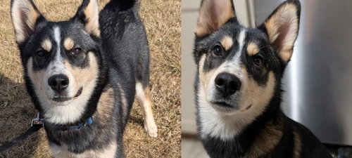 picture of the dog needing adoption