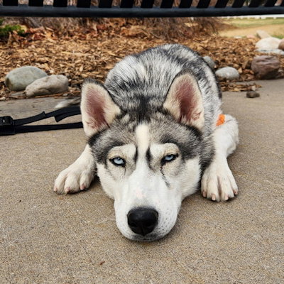 picture of the dog needing adoption