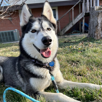 Catalina, an adoptable Siberian Husky in Omaha, NE