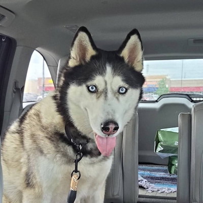 Echo, an adoptable Siberian Husky in Omaha, NE