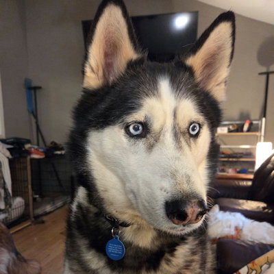 Echo