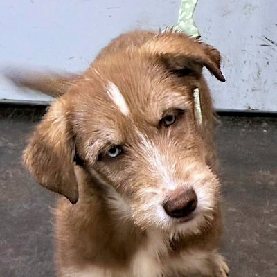 Jetta, an adoptable Siberian Husky in Omaha, NE