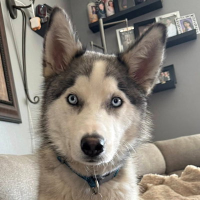 Kenai, an adoptable Siberian Husky in Omaha, NE