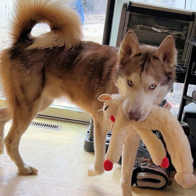 Lamborghini, an adoptable Siberian Husky in Omaha, NE