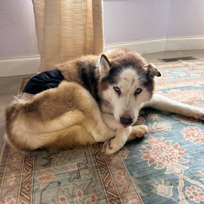 Shadow, an adoptable Siberian Husky in Omaha, NE