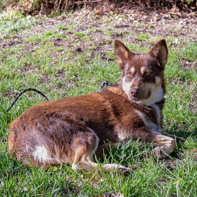 Sitka, an adoptable Siberian Husky in Omaha, NE