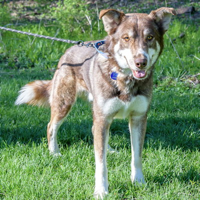 Summit, an adoptable Siberian Husky in Omaha, NE