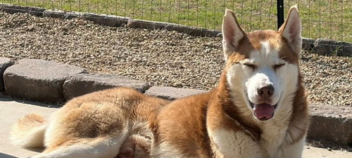 Tacoma, an adoptable Siberian Husky in Omaha, NE