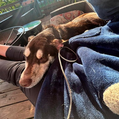 Tahoe, an adoptable Siberian Husky in Omaha, NE