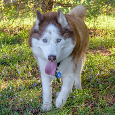 Templeton, an adoptable Siberian Husky in Omaha, NE