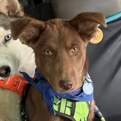 Tundra, an adoptable Siberian Husky in Omaha, NE
