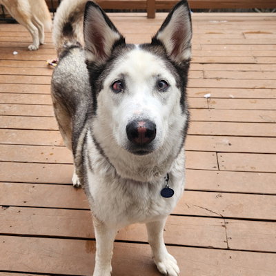 Brook, an adoptable Siberian Husky in Omaha, NE