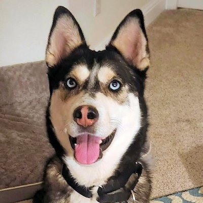 Ember, an adoptable Siberian Husky in Omaha, NE