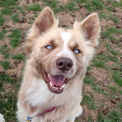 Scout photo 2