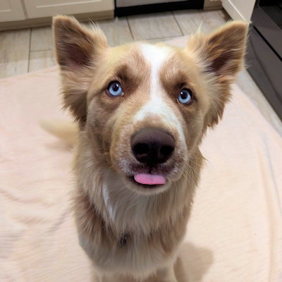 Scout photo 3