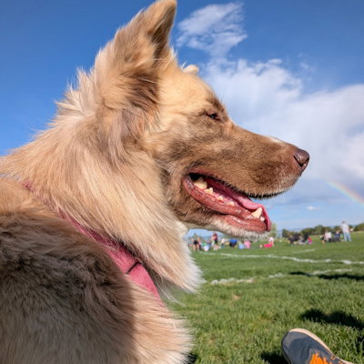 Scout photo 4