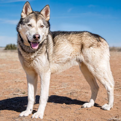 Ranger, an adoptable Siberian Husky in Omaha, NE