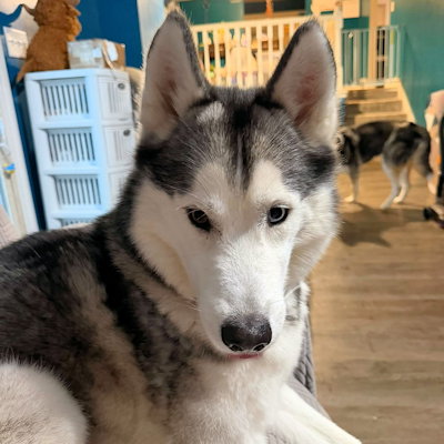 Cowboy, Siberian Husky
