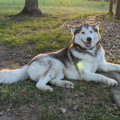Photo 4 of Cowboy