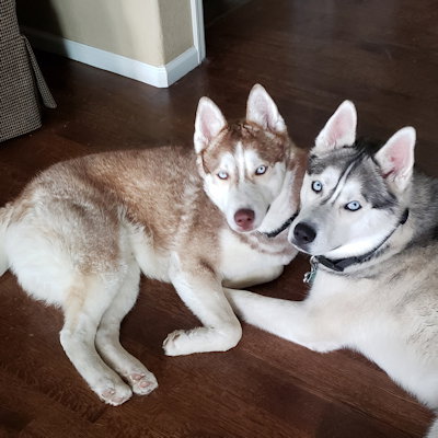 River & Shadow, Siberian Husky