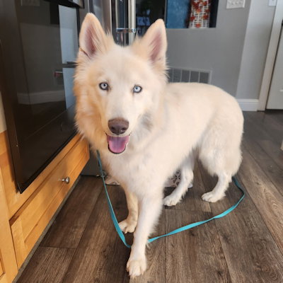 Roxanne, Siberian Husky