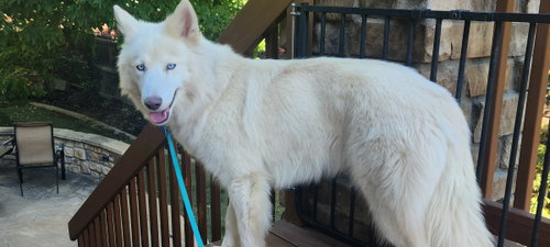 Photo 3 of Roxanne
