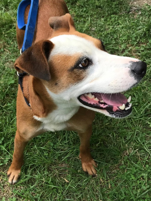 Gemma *Adopt or Foster*