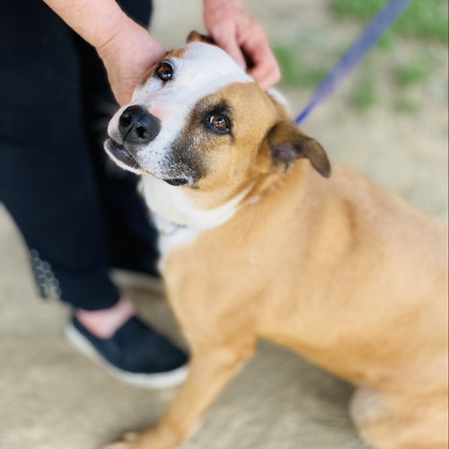 Photo 5 of Gemma *Adopt or Foster*