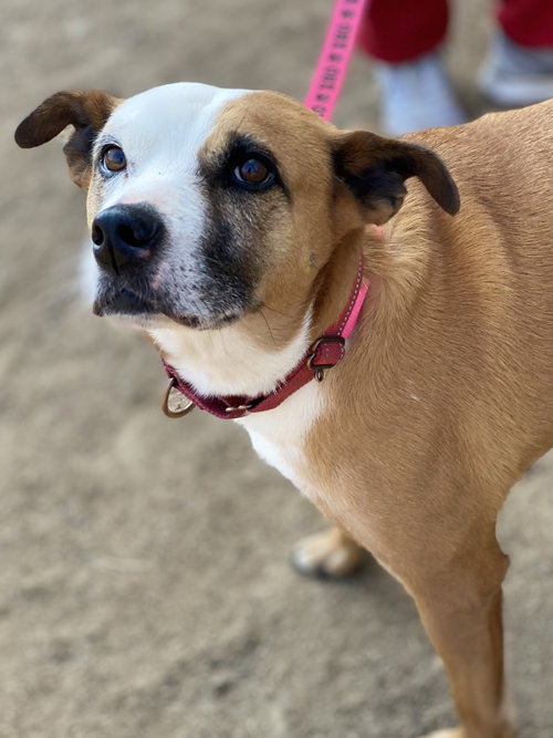 Photo 6 of Gemma *Adopt or Foster*