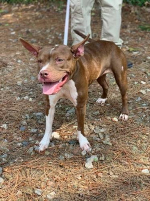 Photo 6 of Holly *Adopt or Foster*