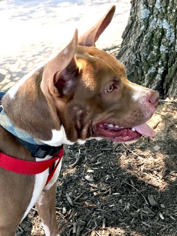 Holly *Adopt or Foster*