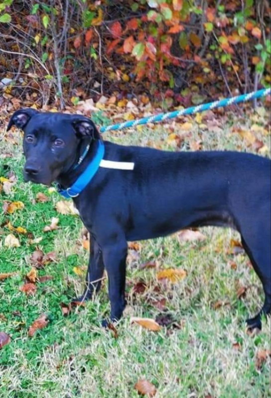 Sooney *Adopt or Foster*, photo 9