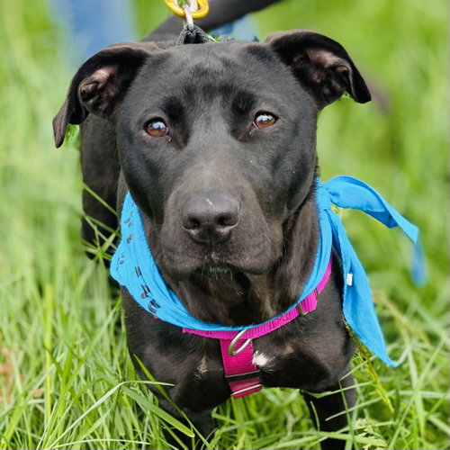 Photo 5 of Sooney *Adopt or Foster*