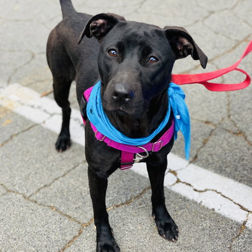Photo 6 of Sooney *Adopt or Foster*