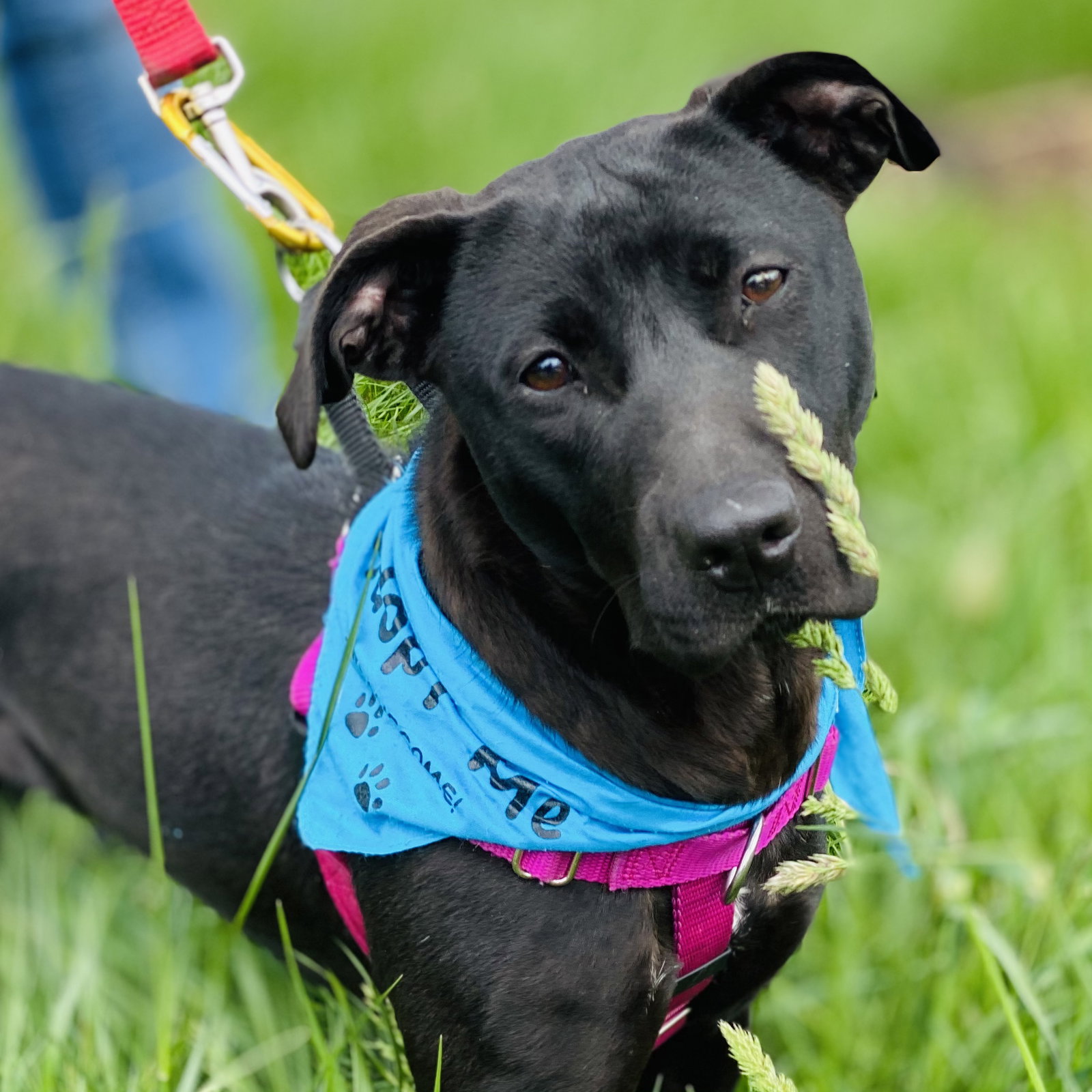 Sooney *Adopt or Foster*, photo 7