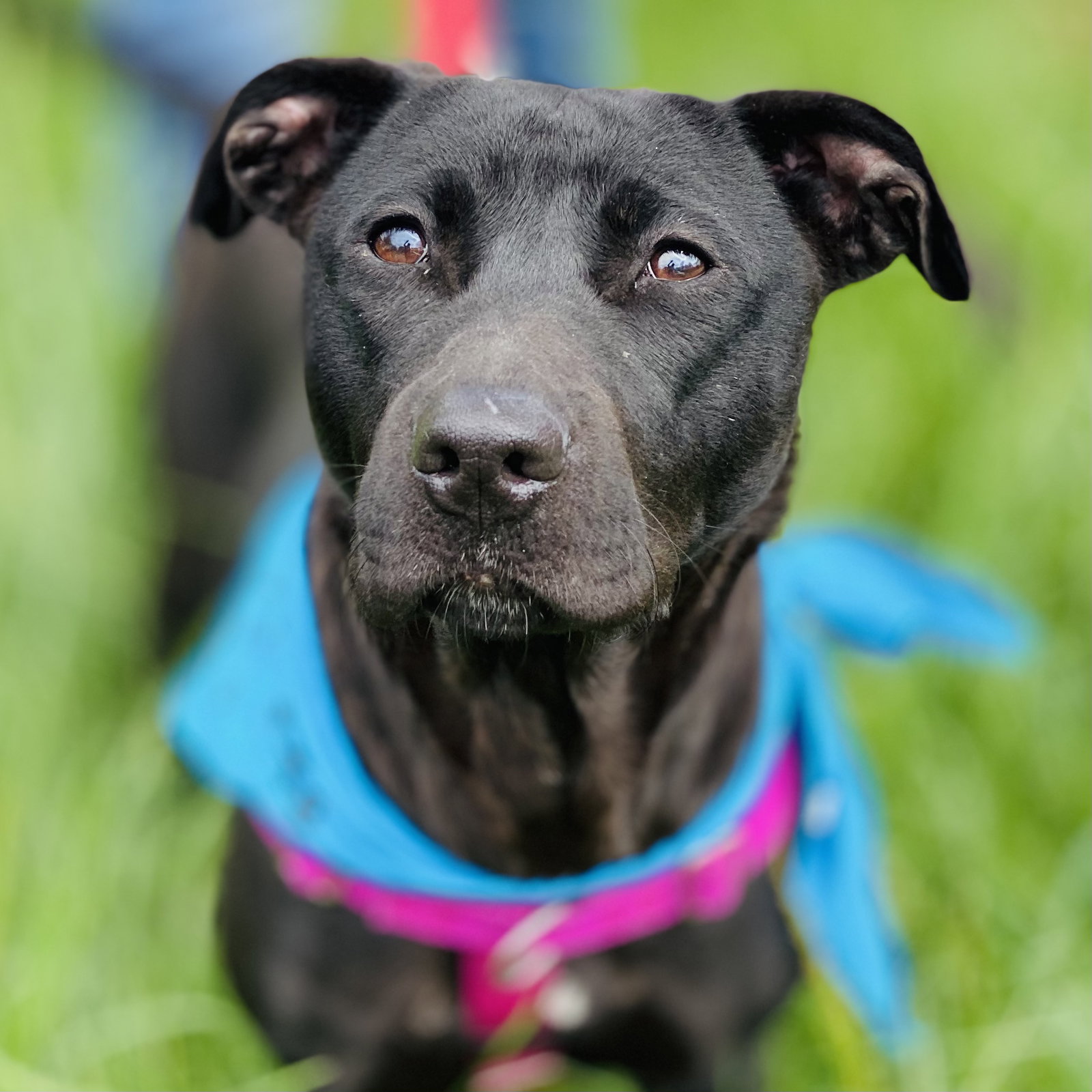 Sooney *Adopt or Foster*, photo 8