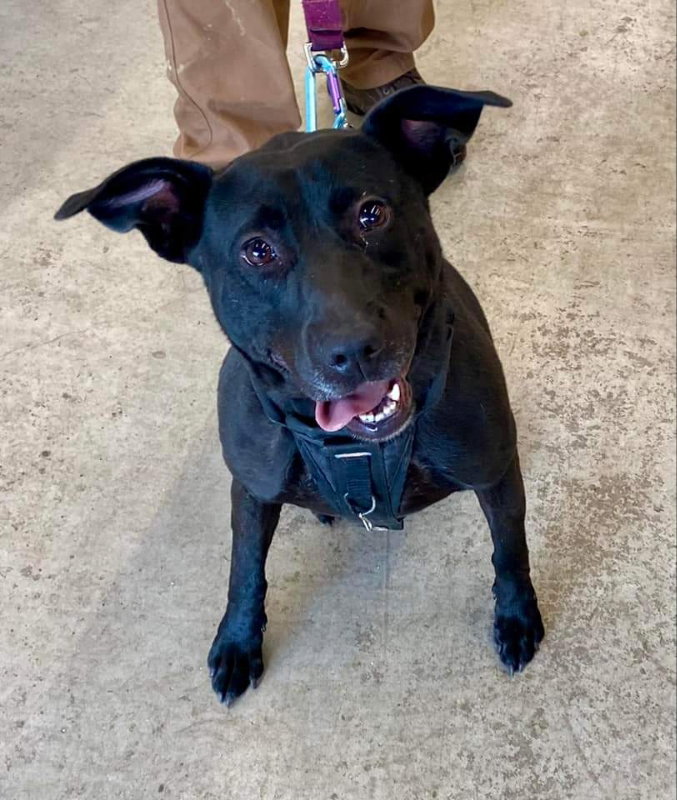 Sooney *Adopt or Foster*, photo 10