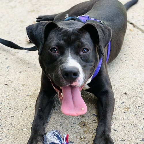 Photo 6 of Cindy Lu *Adopt or Foster*