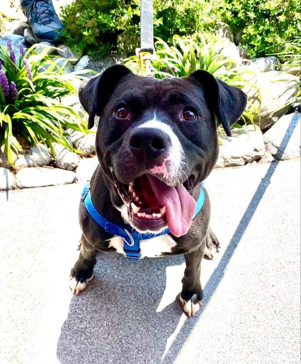 Cindy Lu *Adopt or Foster*