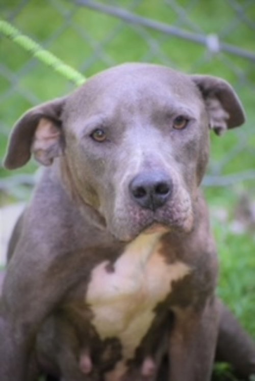 Photo 5 of Diamond *Adopt or Foster*