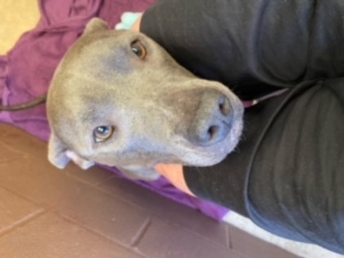 Photo 6 of Diamond *Adopt or Foster*