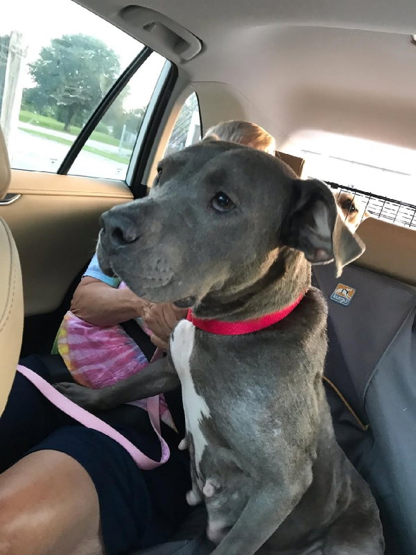 Diamond *Adopt or Foster*