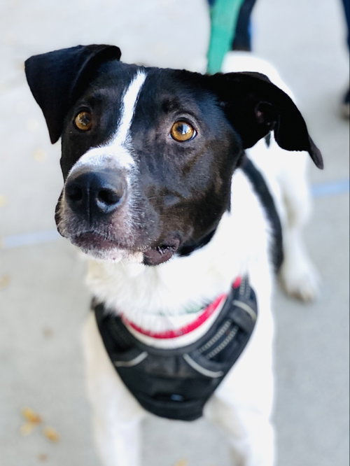 Photo 5 of Chester 2 *Adopt or Foster*