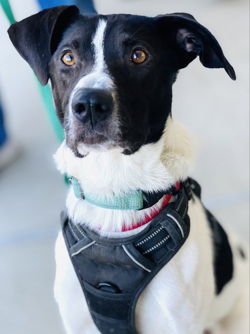Photo 6 of Chester 2 *Adopt or Foster*