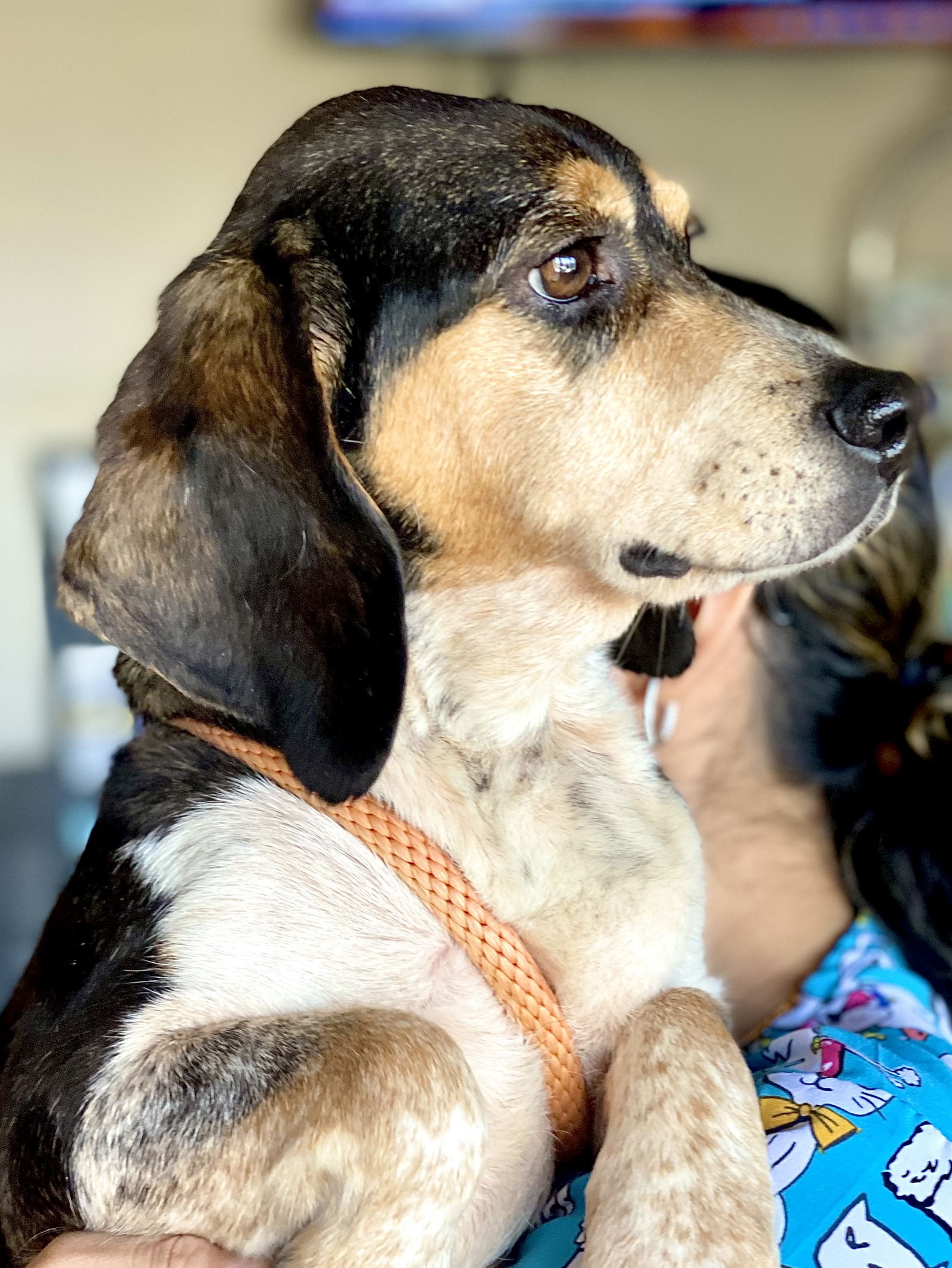 Dog for Adoption - Wilma *Adopt or Foster*, a Beagle in Greater Upper